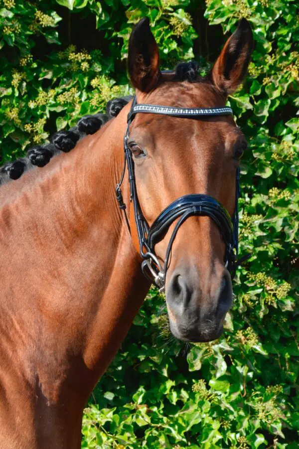 HB hoofdstel showtime Ceres 374