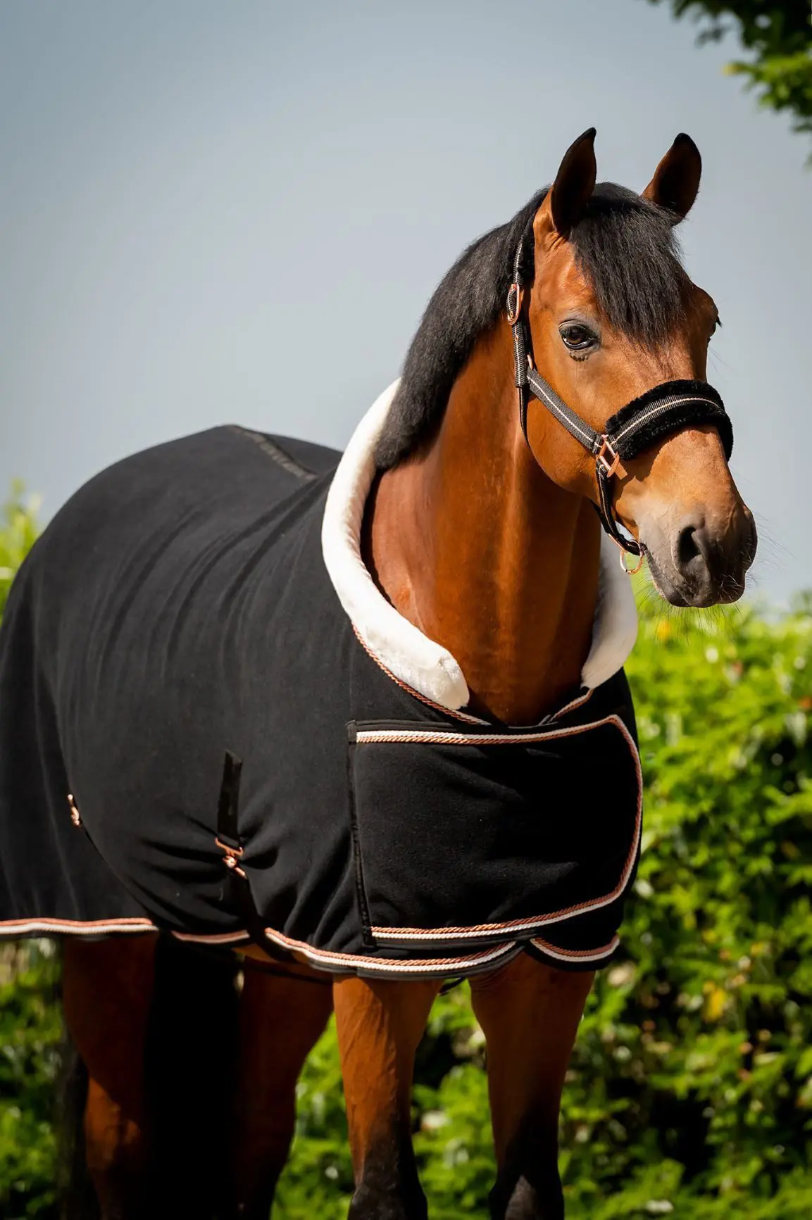 HB Polar Dutch Crown Europe