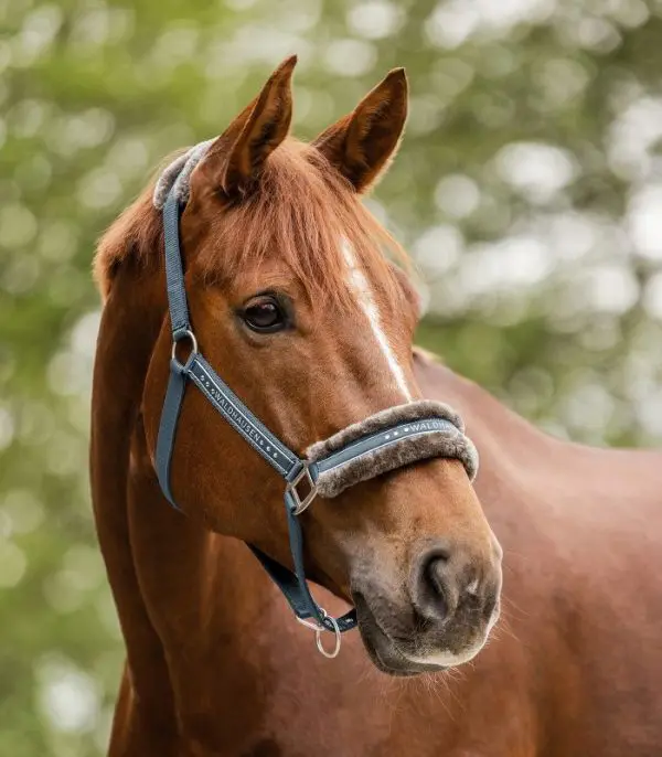 WH Halster Elegant - Afbeelding 4