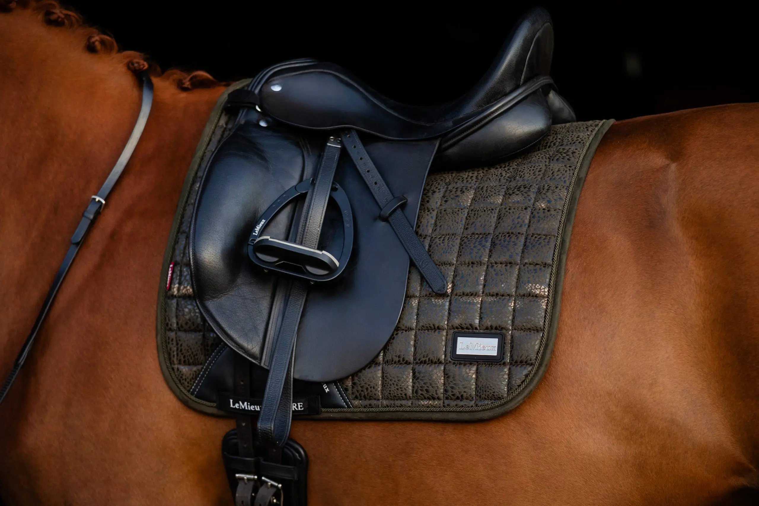 LMX Adour Dressage