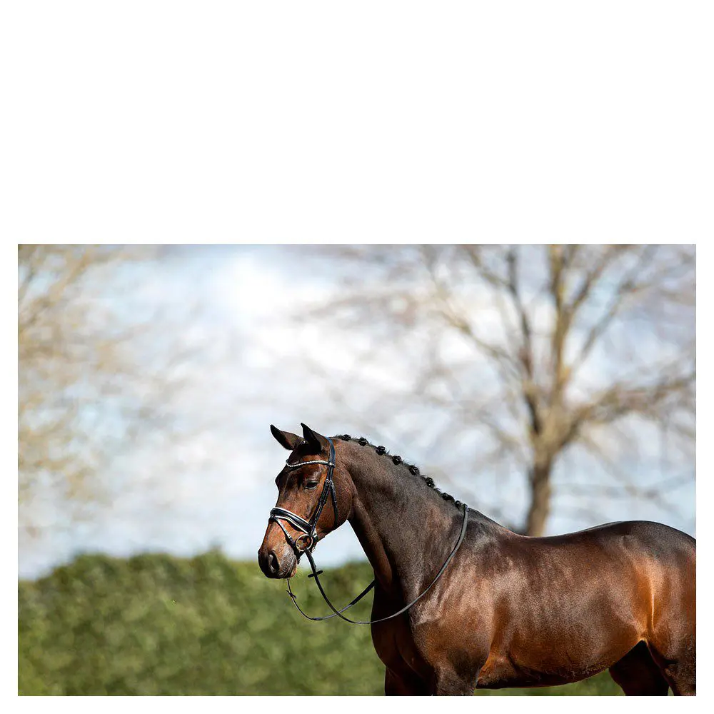 Anky Hoofdstel - Afbeelding 2