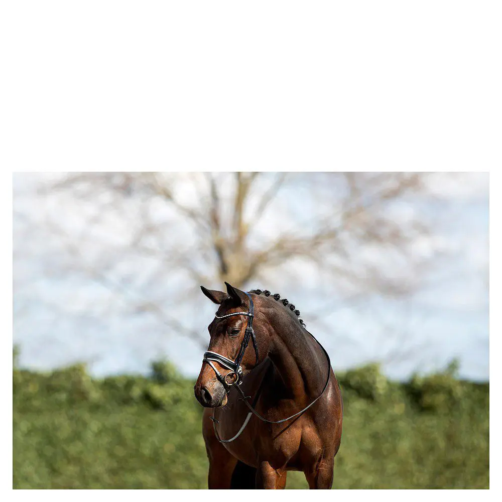 Anky Hoofdstel - Afbeelding 3