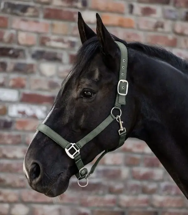 WH Halster Perlon Satin - Afbeelding 7