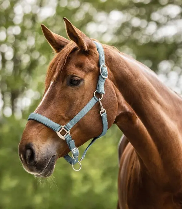 WH Halster Perlon Satin - Afbeelding 2