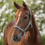 Alpineblue / Chalkblue / Grey