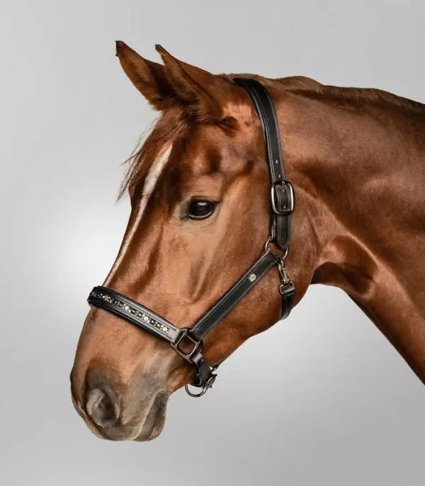 WH Crystal Leather Halter - Afbeelding 8