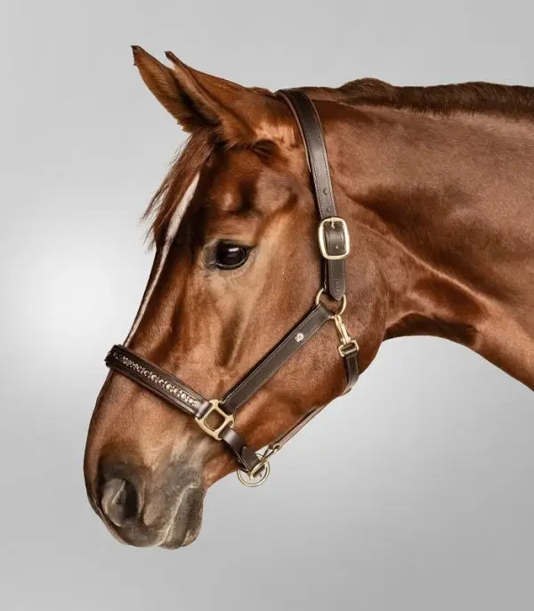 WH Crystal Leather Halter - Afbeelding 5