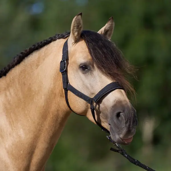 IR Halster IRHSparkle - Afbeelding 4