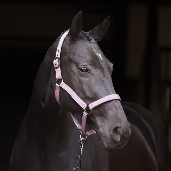 IR Halster IRHRebel - Afbeelding 2