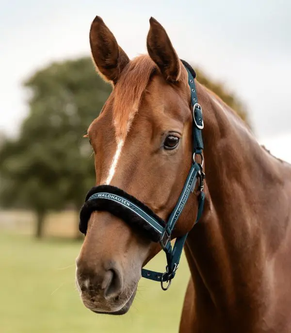 WH Halster Elegant - Afbeelding 10
