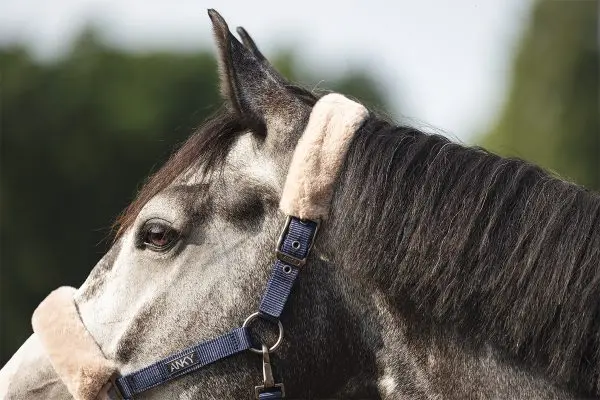 Anky halster en touw Check Velvet - Afbeelding 5