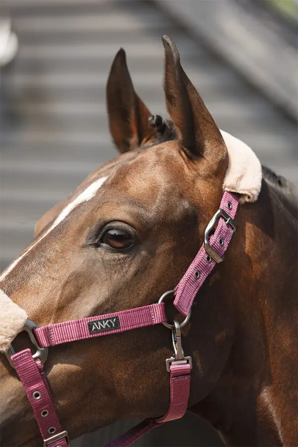 Anky halster en touw Check Velvet - Afbeelding 2
