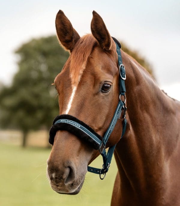 WH Halster Elegant - Afbeelding 10