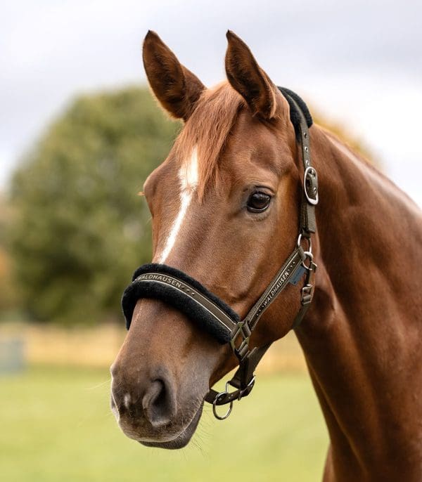 WH Halster Elegant - Afbeelding 7