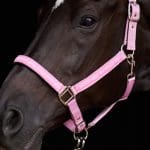 Pretty Pink