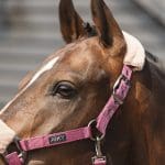 Mellow Mauve